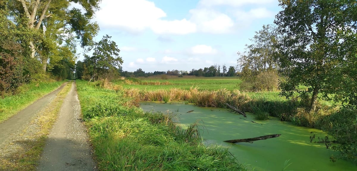 Vorsfelder und Wendschotter Drömling, Wassergraben. Foto: Beate Ziehres, Reiselust-Mag