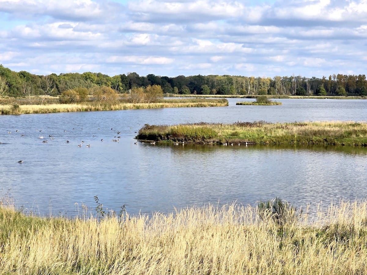 Vogelschutzgebiet Flachwasserzone Mannhausen, Drömling. Foto: Beate Ziehres, Reiselust-Mag