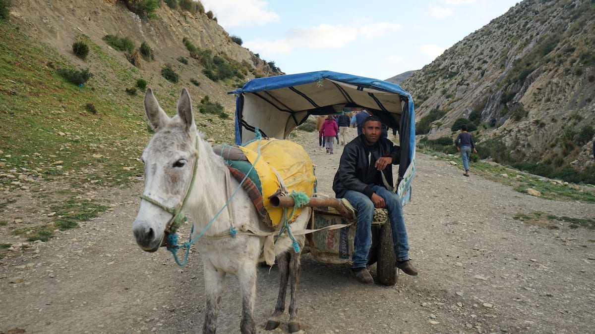 Statt wandern: Eselsfuhrwerk im Norden Tunesiens. Foto: Beate Ziehres
