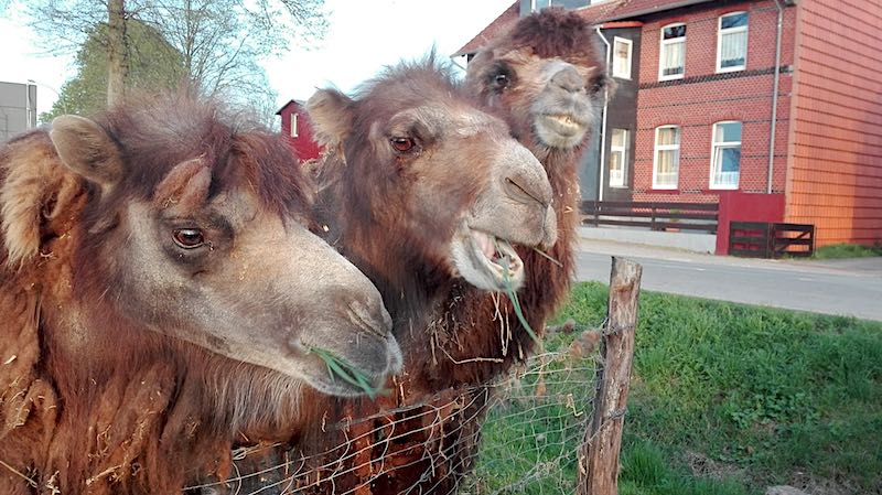 Nah dran an den Kamelen in Helmstedt, Niedersachsen – Foto: Beate Ziehres