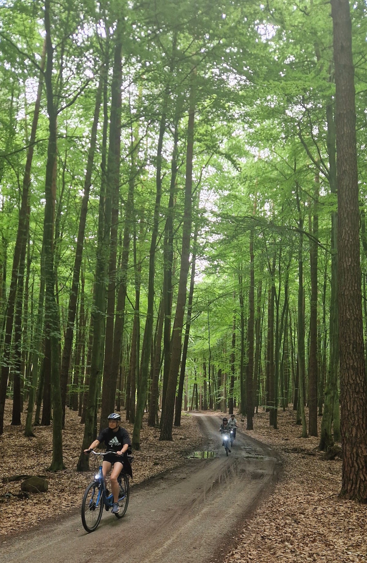 Buchenwald im Nationalpark Wolin. Foto: Krzysztof Zablocki